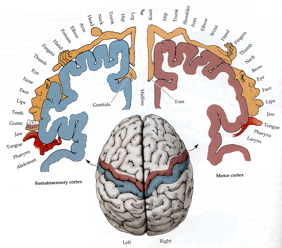 Mental Map Linking Sensors to Body Parts. Shows how the brain devotes space to represent the body. Some parts of the body have dense collections of sensors so those body parts take up much more space in the brain's somatosensory cortex.